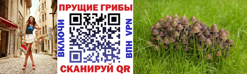Галлюциногенные грибы Magic Shrooms  как найти наркотики  Пойковский 